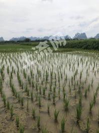 湖南岳阳平江县 789.49亩 水田 经营权出租