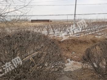 松原宁江区18.49亩旱地经营权转让