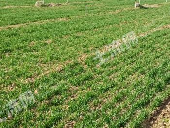 驻马店遂平县 3000亩 水浇地 经营权出租