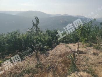 玉溪华宁县 150亩 果园 经营权转包或出租