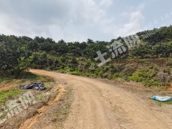 赣州石城县200亩果园经营权转让