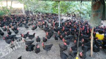 阳江阳西县6亩畜牧养殖用地经营权出租