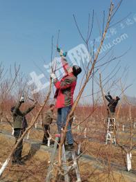 济宁曲阜市305亩水浇地流转