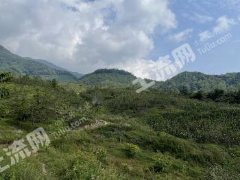 绵阳平武县 2137亩 有林地 转让