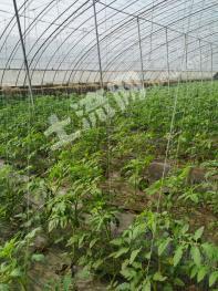 聊城高唐县 100亩 水浇地 经营权转让