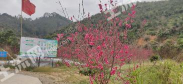 肇庆广宁县 407.31亩 其它园地 经营权转让