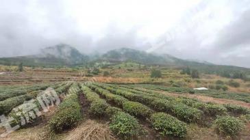 三明永安市 350亩 果园 （养羊用地）出租