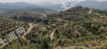 赣州石城县脐橙 果园经营权 转让