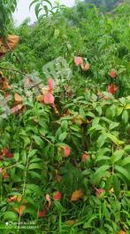 邢台沙河市 70亩 果园 经营权出租