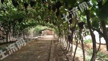 宁夏银川 9亩 果园 经营权出租