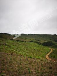 柳州融安县 1000亩 乔木林地 经营权出租