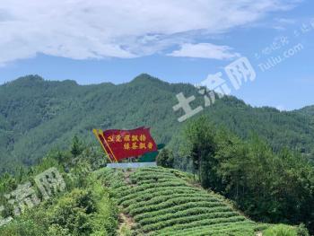 达州万源市 5000亩 有林地 经营权出租