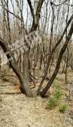 鸡西密山市 300亩 有林地 经营权转让