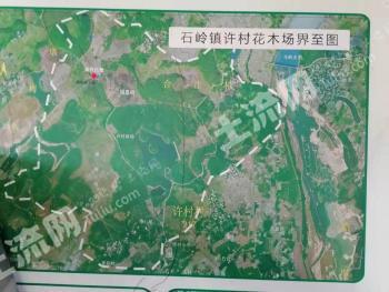 湛江廉江市 3290.14亩 乔木林地 经营权出租