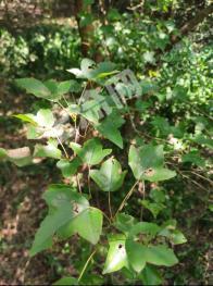 信阳新县 351亩 有林地 经营权转让