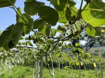 绵阳北川羌族自治县 100亩 果园 经营权转让