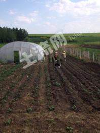 哈尔滨平房区 2.5亩 旱地 经营权转让