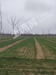 邯郸邱县 650亩 有林地 经营权转让或出租