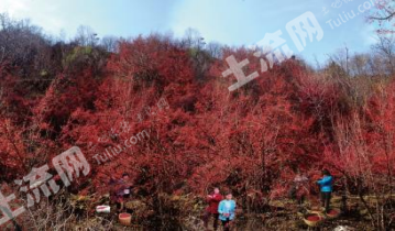 南阳西峡县 37000亩 农场 经营权转让