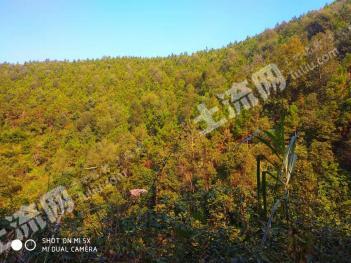 云浮郁南县286.8亩有林地 经营权转让