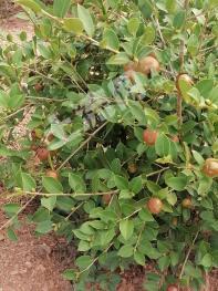 吉安万安县 350亩 有林地(油茶基地) 经营权转让