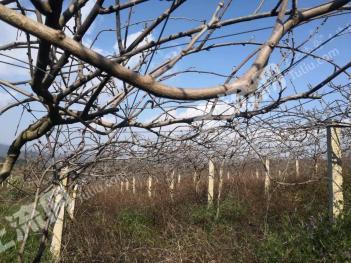 红河石屏县 40亩果园（猕猴桃） 经营权转让
