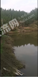 郴州宜章县 20亩 坑塘 经营权转让