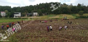 德阳中江县 150亩 水田 经营权转让