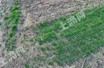 沧州盐山县 147.09亩 水浇地 经营权合作