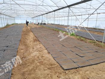 河源东源县20个高标准大棚使用权出租