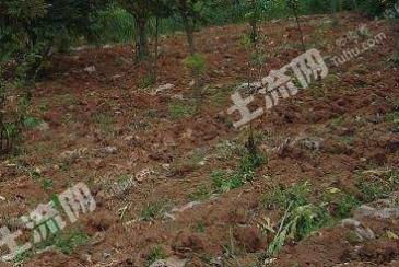 遵义遵义县35亩果园经营权转包