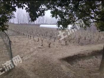 淮安洪泽区 70亩 农场 使用权转让