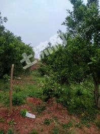 自贡荣县 100亩 果园经营权 转让