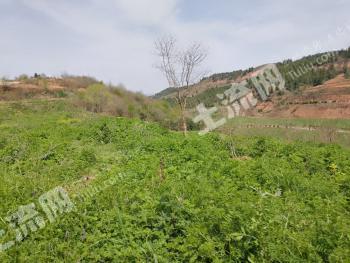 十堰郧阳区 200亩 水浇地 经营权出租