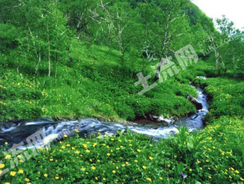 乐山金口河区 6000亩 乔木林地 经营权转让