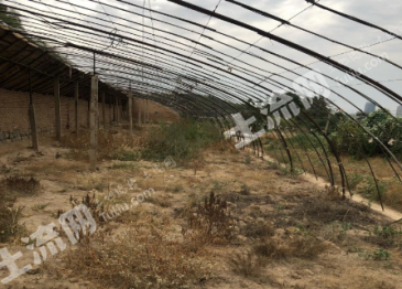 兰州城关区 3亩 水浇地 经营权出租