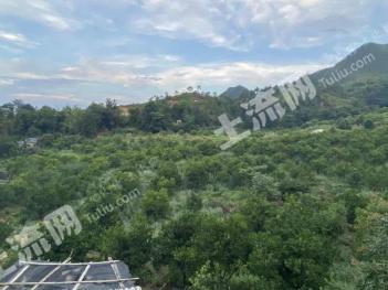 河源龙川县149.59亩园地-果园经营权转让