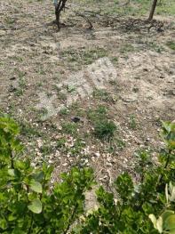 保定高碑店市 11亩 工业用地 使用权转让