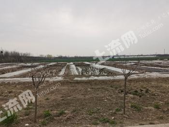 潍坊寒亭区90亩水浇地经营权转让