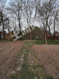 庆阳宁县 954平米 农村宅基地 使用权出租