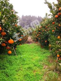 自贡富顺县 230亩 果园 经营权转让