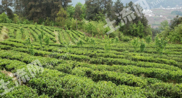 遵义仁怀市 80亩 茶园 经营权出租