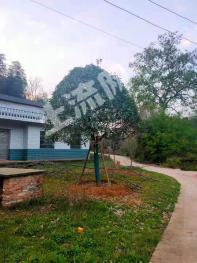 岳阳湘阴县 400平米 农家庭院 使用权出租