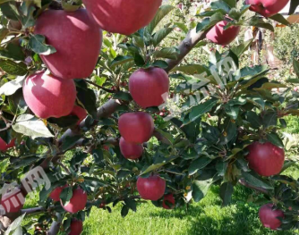 兰州西固区 5亩 果园 经营权出租