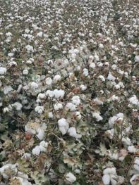 喀什疏勒县 350亩 水浇地 经营权出租