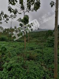 九江彭泽县 136亩 其它林地经营权 转包