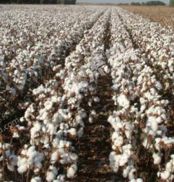 阿克苏库车县 4000亩 水浇地 经营权转让