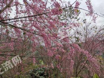 云南普洱市 50亩 果园 经营权出租