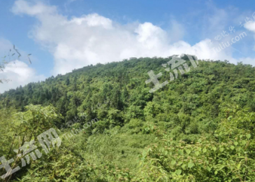 恩施利川市 400亩 荒山 使用权出租