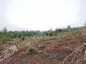 郴州宜章县 1045.35亩 其它林地 经营权转让